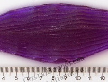 ���� �������.jpg