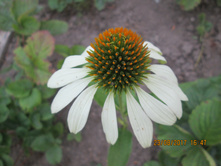 �������� ����� ������ (White Swan) -80 ���