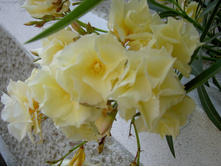 ������� �������- ������ �������� ..