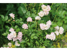 ���� ������ ������ (�ϣ ����)