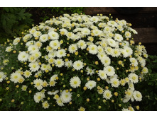 Brandunny White  ������ ��������� 4 �� ������ 40�� �������� ��������