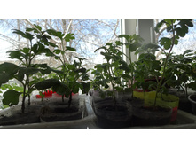 ����������� ����������� �������