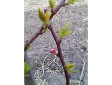 IMG 20170515 190258.jpg �������