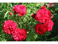 ���� ���������� (�ϣ ����)