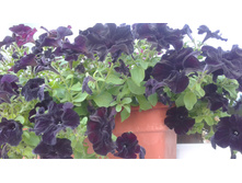 2017 ��� (112).jpg