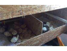 ���� ��� ��������� �������