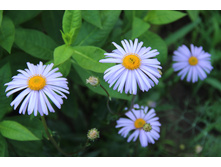 ����� ���������� (�ϣ ����)