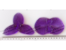 ������ ���������� L.jpg