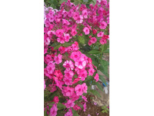 2017 ��� (83).jpg