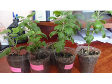 ����������� ����������� �������