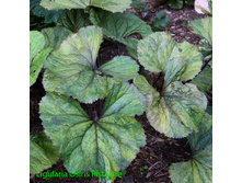 ��������� ������ ������ - 200- 250  ���. ����� 1 �����