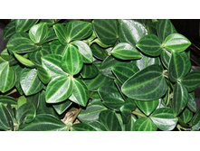 ��������� ��������+/