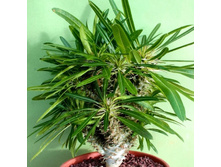 ���������� ������+/