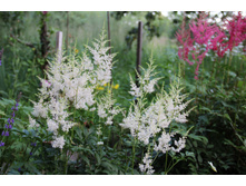 �������� ����� (�ϣ ����)