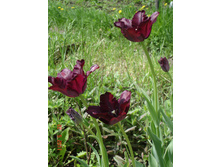 ������� ����� ������� (�ϣ ����)