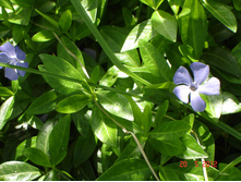 �������� (�ϣ ����)