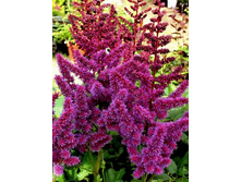 �������� Purple Rain