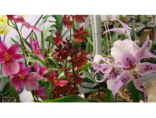 ������� ����