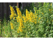 ��������� �������� (�ϣ ����)