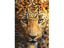 WS0449:180:254 ������� - 600�.jpg