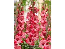 ����� ���� 15,00