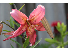 ����� �����-������� ������ (�ϣ ����)