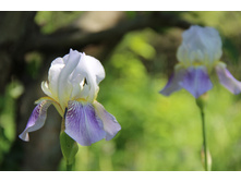 ���� ��������-������� 30�