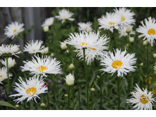 ������� ��� ���� (�ϣ ����)