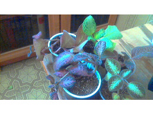 ������� �� 40 ���