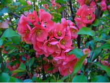 ���� ��������