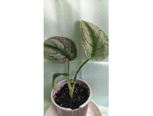 ���������� Argyraceus