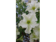 2017 ��� (113).jpg