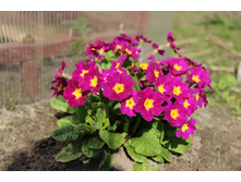 ������� ��������� ������� 50�