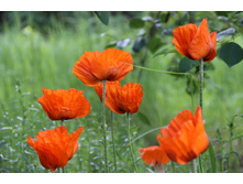 ��� (�ϣ ����)