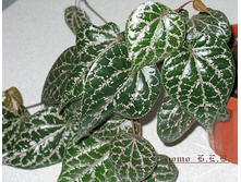 ����� ��������� (crocatum) - ������ ��������� �������� ..