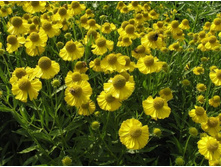 �������� 50�