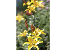 2016 ��� (22).JPG