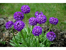 ������� Primula denticulata blue