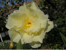 ������� �������- ������ �������� ..