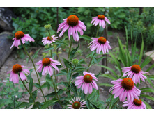 �������� ��������� (�ϣ ����)