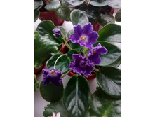 ������ DS-������� �����������.jpg