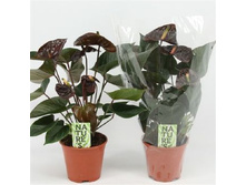 �������� ���������� ������ ( Anthurium Giant Chocolate) -