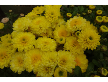 ������� ���� ������ ��������� 3-4 �� ������ 40 �� �������� ������- ��������