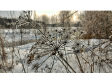 P 20180303 100549 DF-01.jpeg