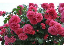 ���� ��������� �������� ������� Rosarium Uetersen 290 ���.