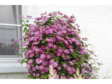 2016 ��� (29).JPG