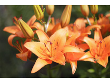 2016 ��� (15).JPG