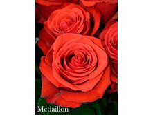 Medaillon, 205���. �-� (�������� 1��).jpg