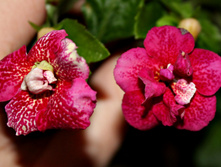 Last Dawn.jpg - 120 ���.