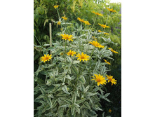 ��������� Lorain Sunshine